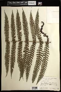 Deparia prolifera image