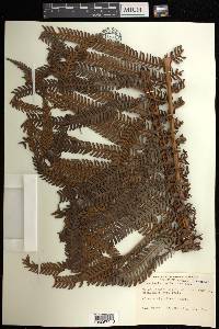 Sadleria cyatheoides image