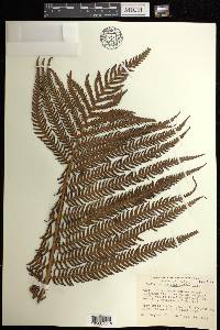 Sadleria cyatheoides image