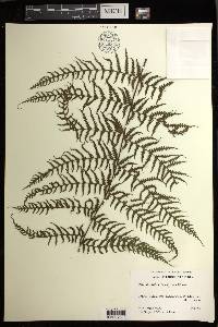 Deparia prolifera image