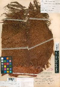 Brahea salvadorensis image