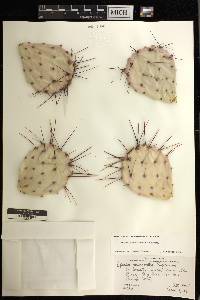 Opuntia macrocentra image