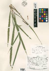 Otatea fimbriata image