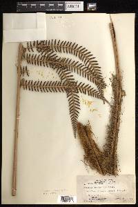 Sadleria cyatheoides image