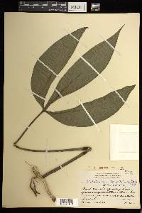 Philodendron tripartitum image