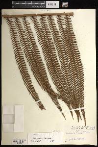 Sadleria cyatheoides image