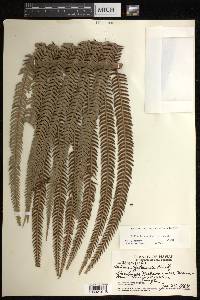 Sadleria cyatheoides image