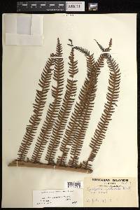 Sadleria cyatheoides image