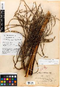 Brahea salvadorensis image