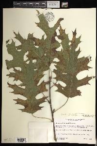 Quercus shumardii image