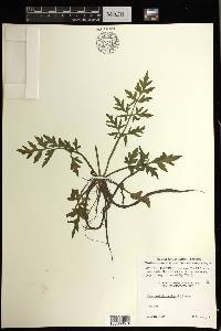 Ceratopteris thalictroides image