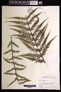 Asplenium polyodon image