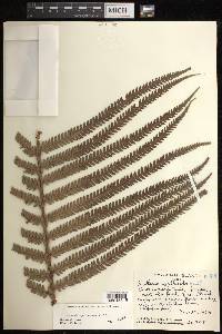 Sadleria cyatheoides image