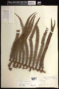 Sadleria cyatheoides image