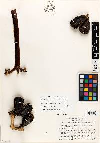 Agave shrevei subsp. matapensis image