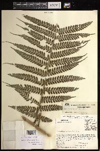 Marattia weinmanniifolia image