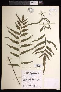 Asplenium kaulfussii image
