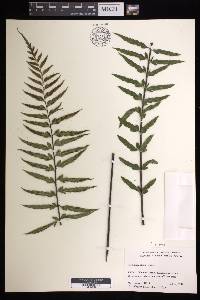 Asplenium polyodon image