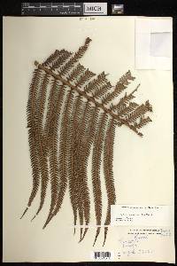 Sadleria cyatheoides image