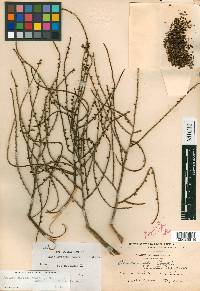 Brahea salvadorensis image