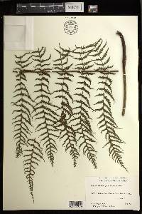 Deparia prolifera image