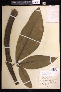 Syngonium macrophyllum image