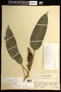 Philodendron schottii subsp. talamancae image