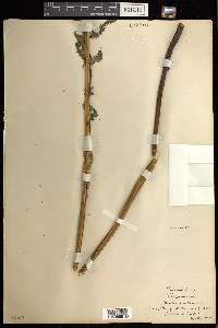 Matteuccia struthiopteris image