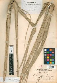 Brahea salvadorensis image