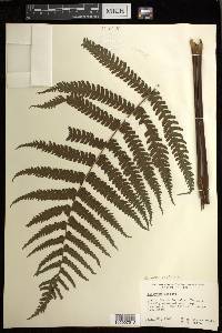 Deparia prolifera image