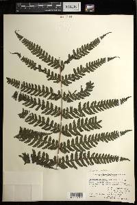 Deparia prolifera image