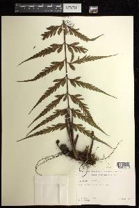 Asplenium cookii image