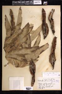 Philodendron radiatum image