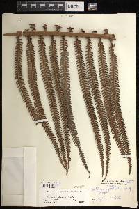 Sadleria cyatheoides image