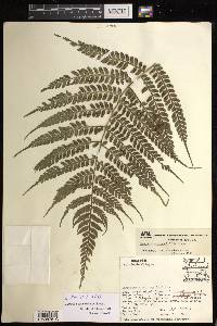 Marattia weinmanniifolia image