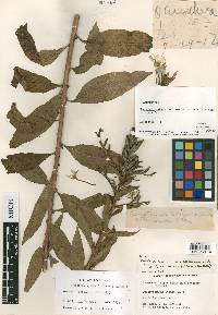 Oenothera nutans image