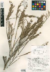 Otatea fimbriata image