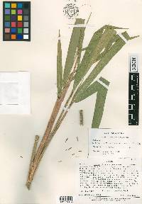 Otatea fimbriata image