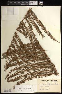 Sadleria cyatheoides image