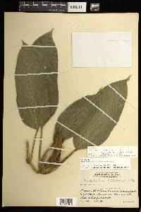 Philodendron schottii subsp. talamancae image