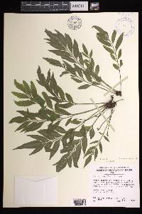 Asplenium kaulfussii image