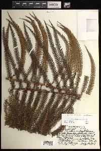 Sadleria cyatheoides image