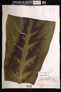 Anthurium salvinii image