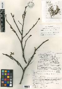 Populus guzmanantlensis image
