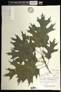 Quercus shumardii image