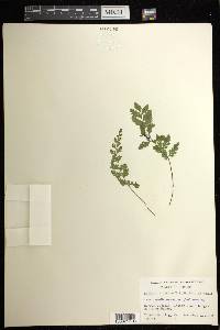 Asplenium plenum image