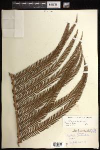 Sadleria cyatheoides image