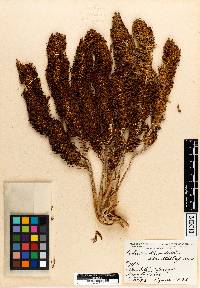 Attalea rostrata image