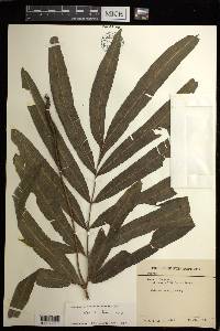 Pteris elmeri image