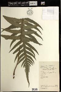 Pteris endoneura image